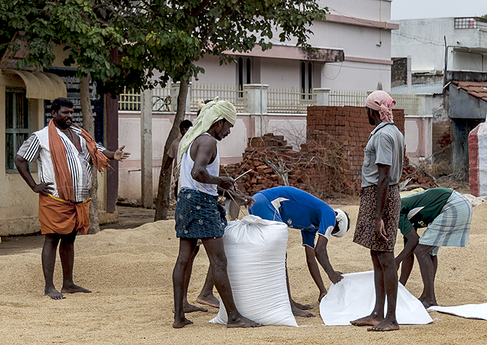 Bagging Rice 7-Thekkady